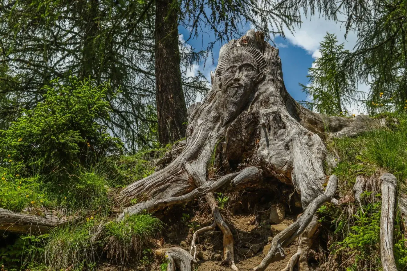 Un visage barbu sculpté dans une souche d'arbre et ses racines, au cœur d'une forêt